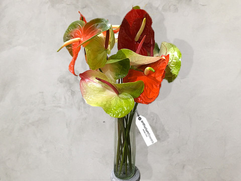 Buchet 11 Anthurium